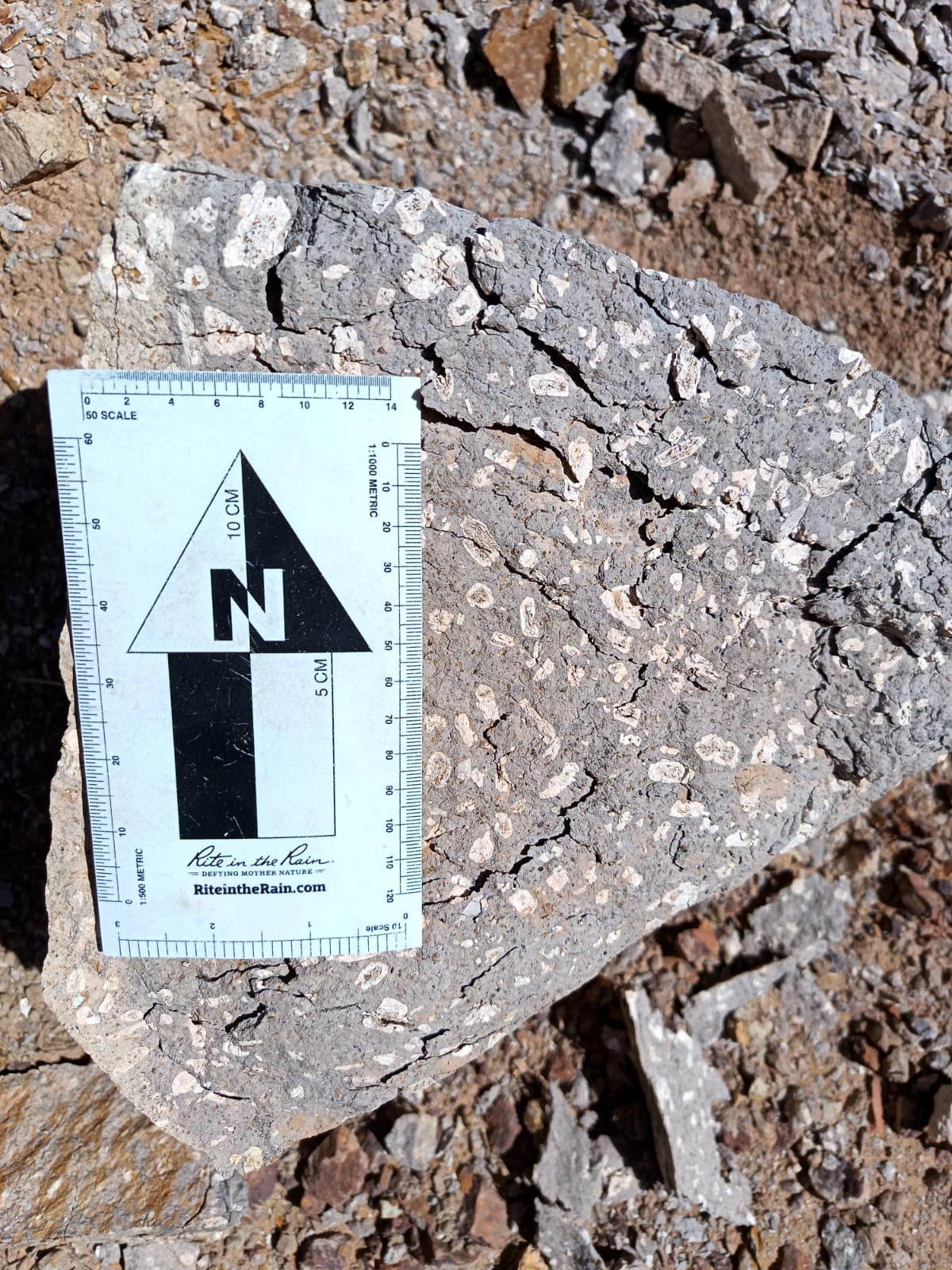 Fossil rock with scale card